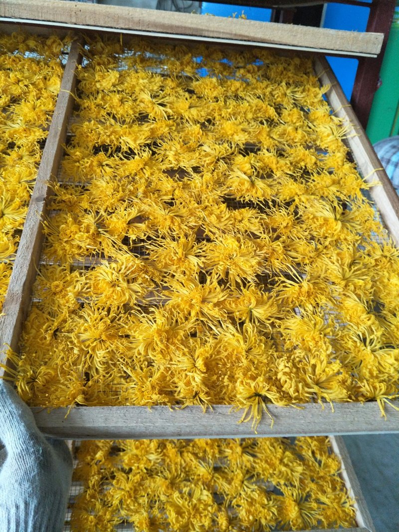金丝皇菊