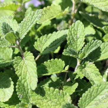 留兰香种子绿薄荷苗种籽种子驱蚊虫四季农家薄荷盆栽可食用薄