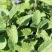 留兰香种子绿薄荷苗种籽种子驱蚊虫四季农家薄荷盆栽可食用薄