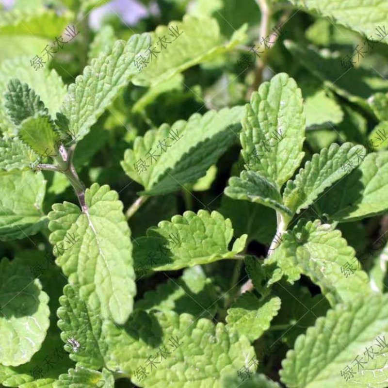 留兰香种子绿薄荷苗种籽种子驱蚊虫四季农家薄荷盆栽可食用薄