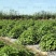 留兰香种子绿薄荷苗种籽种子驱蚊虫四季农家薄荷盆栽可食用薄
