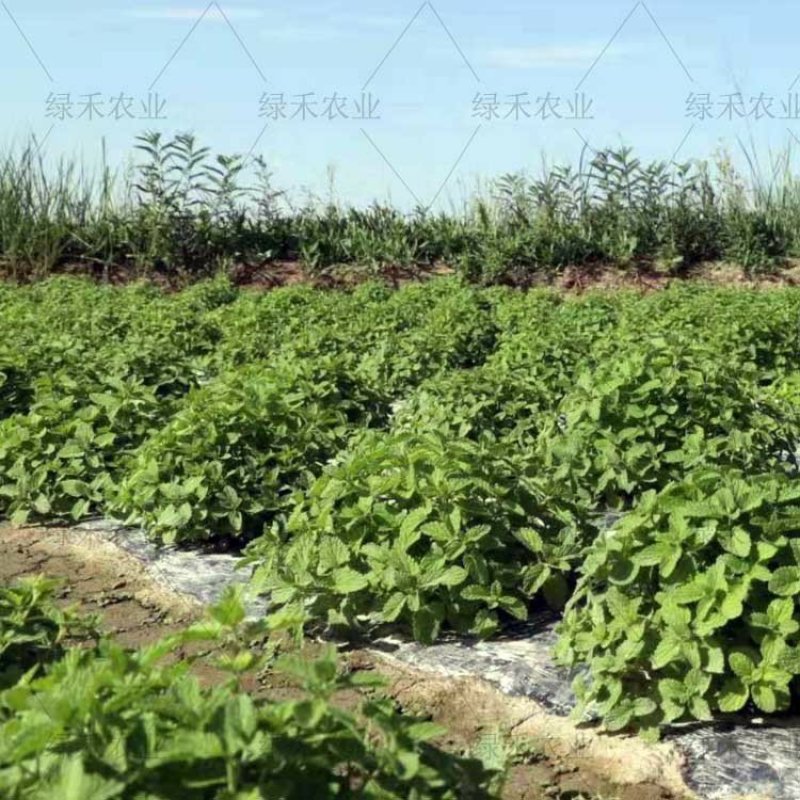 留兰香种子绿薄荷苗种籽种子驱蚊虫四季农家薄荷盆栽可食用薄