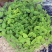 留兰香种子绿薄荷苗种籽种子驱蚊虫四季农家薄荷盆栽可食用薄