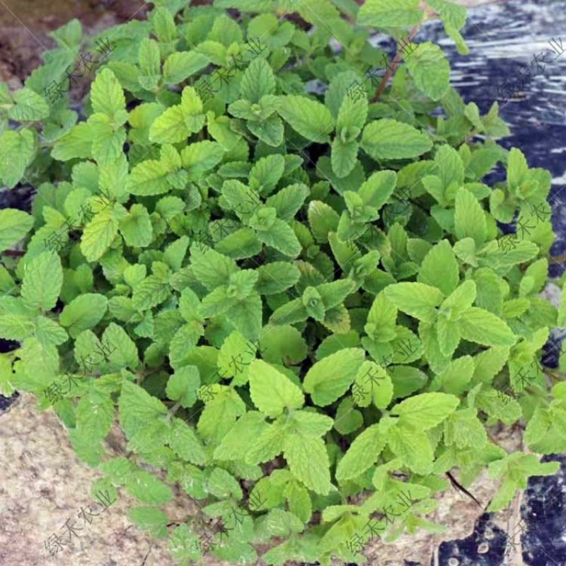 留兰香种子绿薄荷苗种籽种子驱蚊虫四季农家薄荷盆栽可食用薄