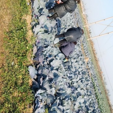 卡萨罗