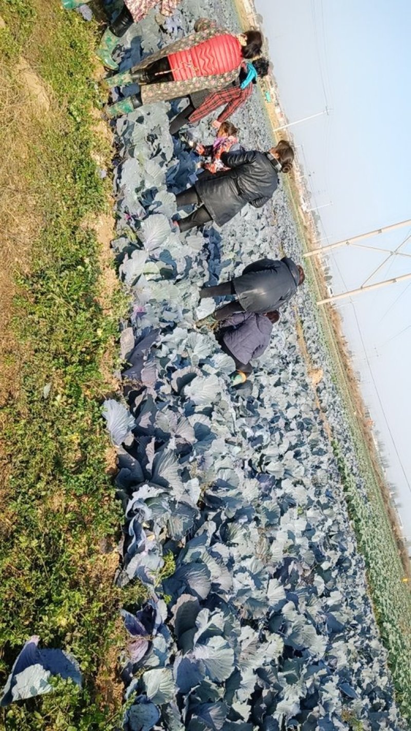 卡萨罗