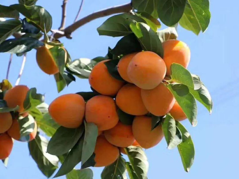 富平吊霜柿饼