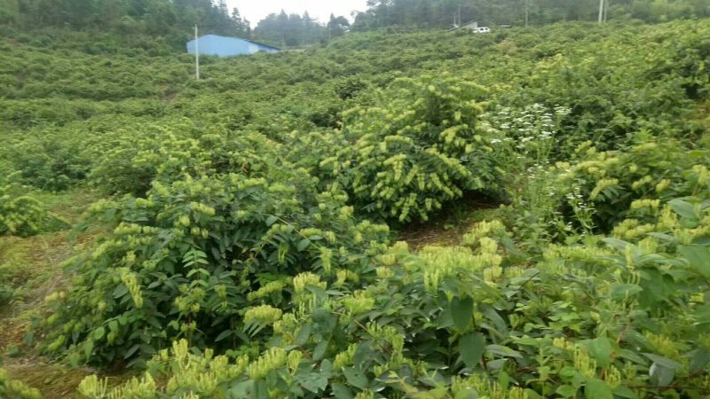 湘蕾金银花种苗火热销售中