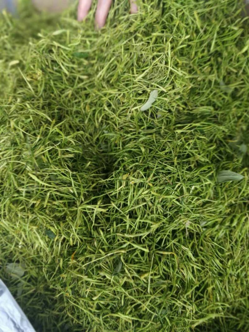 湘蕾金银花种苗火热销售中