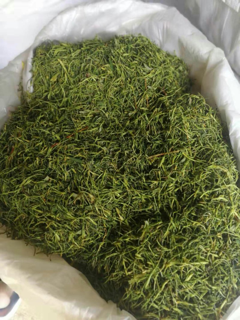 湘蕾金银花种苗火热销售中