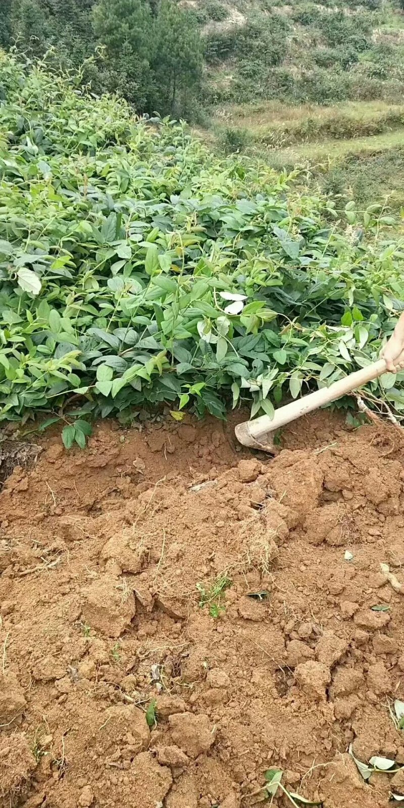 湘蕾金银花种苗火热销售中