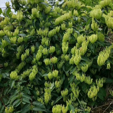 湘蕾金银花种苗火热销售中