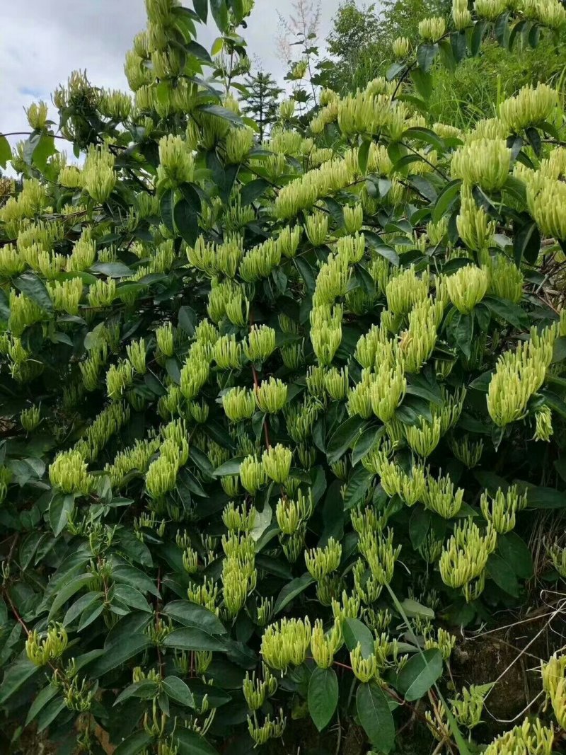 湘蕾金银花种苗火热销售中