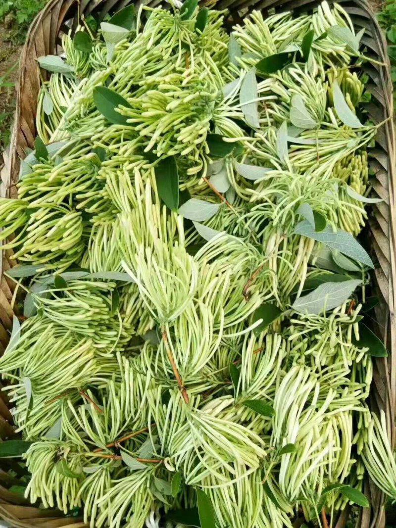 湘蕾金银花种苗火热销售中