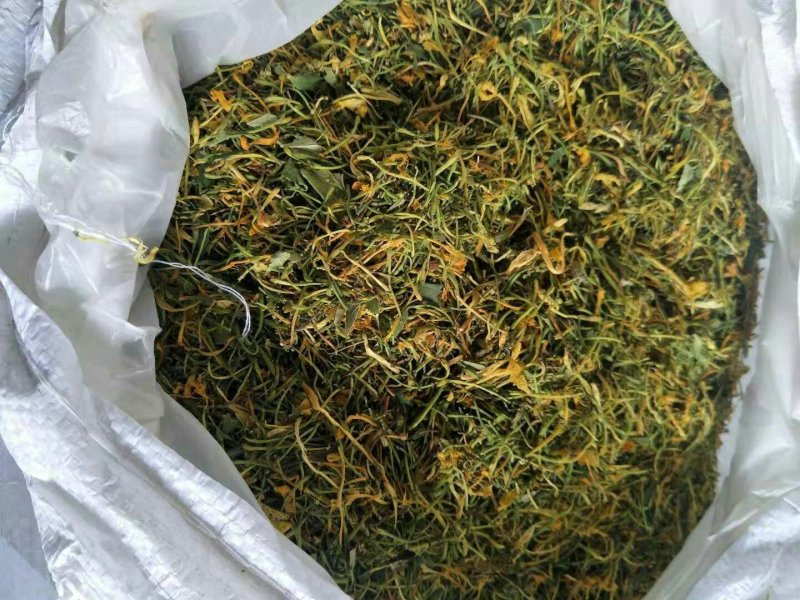 湘蕾金银花种苗火热销售中