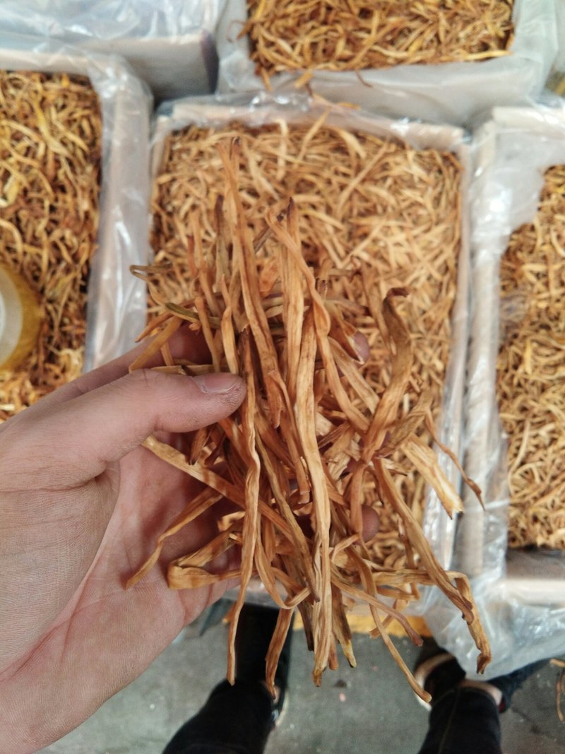 西北黄花菜