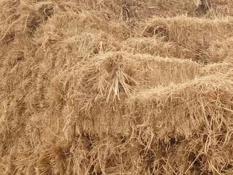 稻草秸秆看图