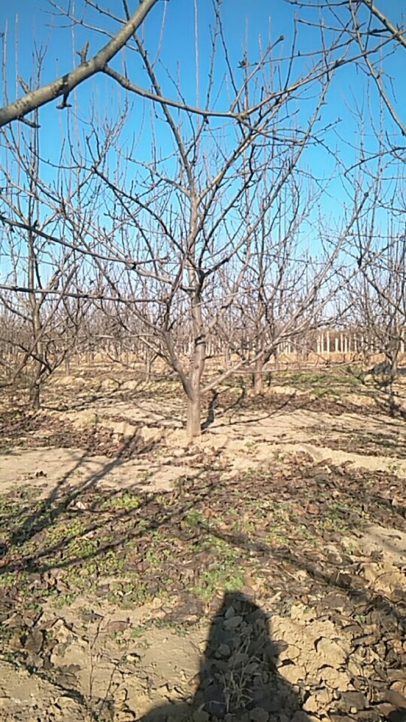 梨树大苗，绿化，占地，种植结可。河北省廊坊市