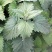 猫薄荷种子野菜种籽特菜叶菜露地四季特菜种子大棚种植
