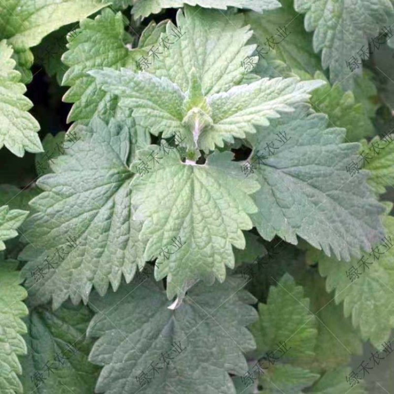 猫薄荷种子野菜种籽特菜叶菜露地四季特菜种子大棚种植