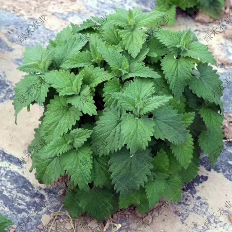 猫薄荷种子野菜种籽特菜叶菜露地四季特菜种子大棚种植