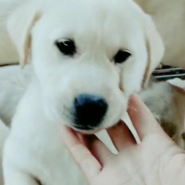 拉布拉多犬