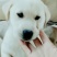 拉布拉多犬