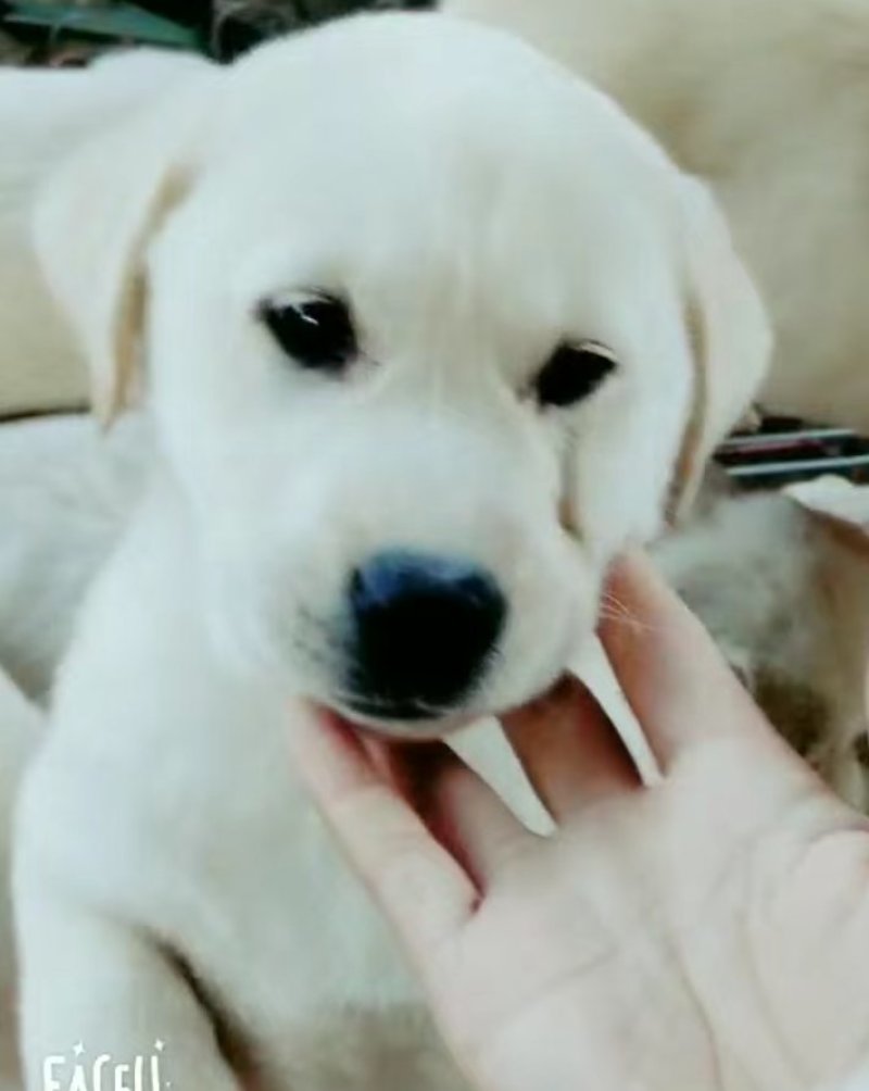 拉布拉多犬