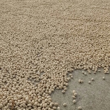 大中小白果