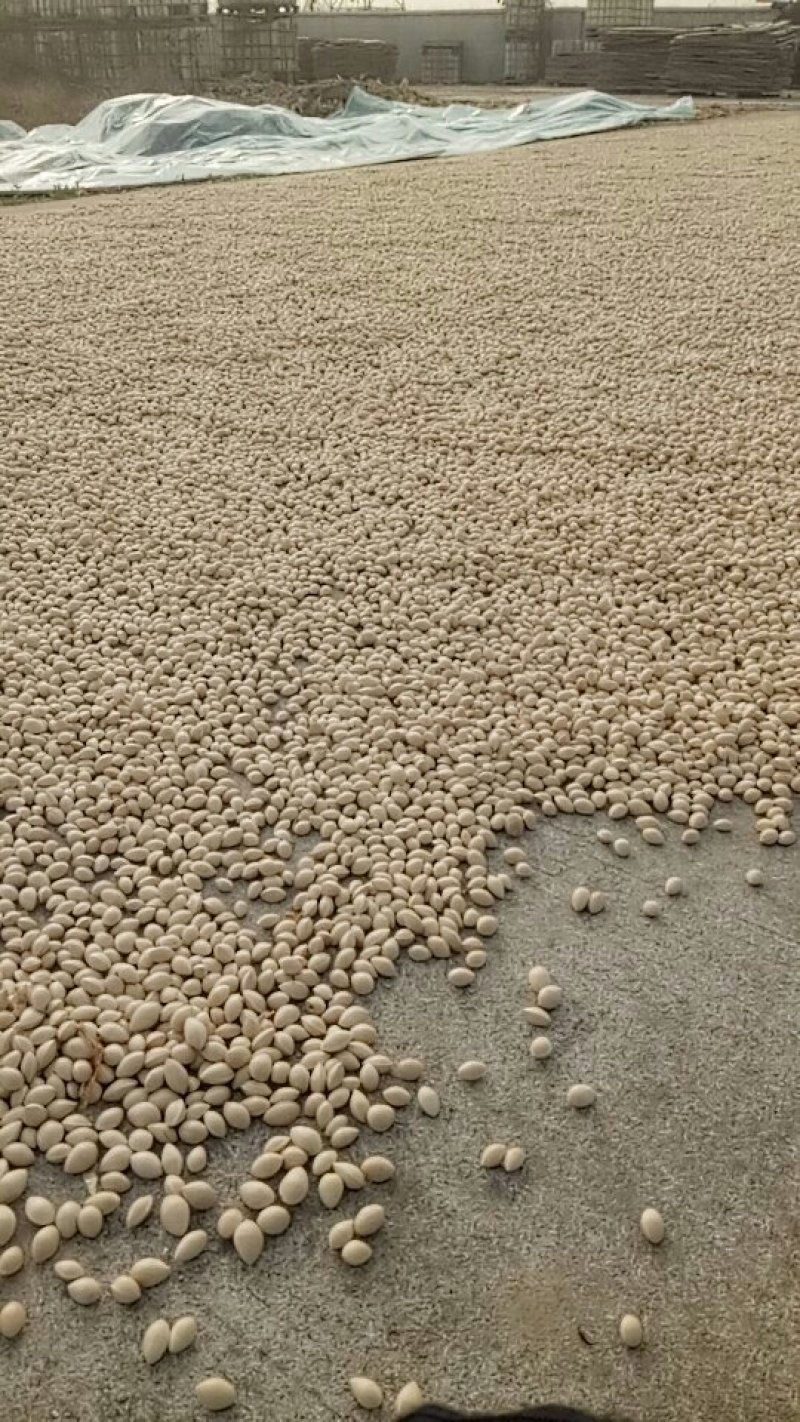 大中小白果