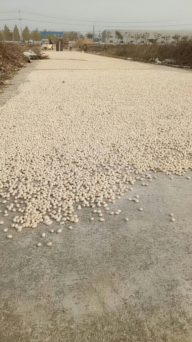 大中小白果