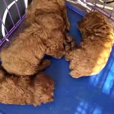 泰迪犬