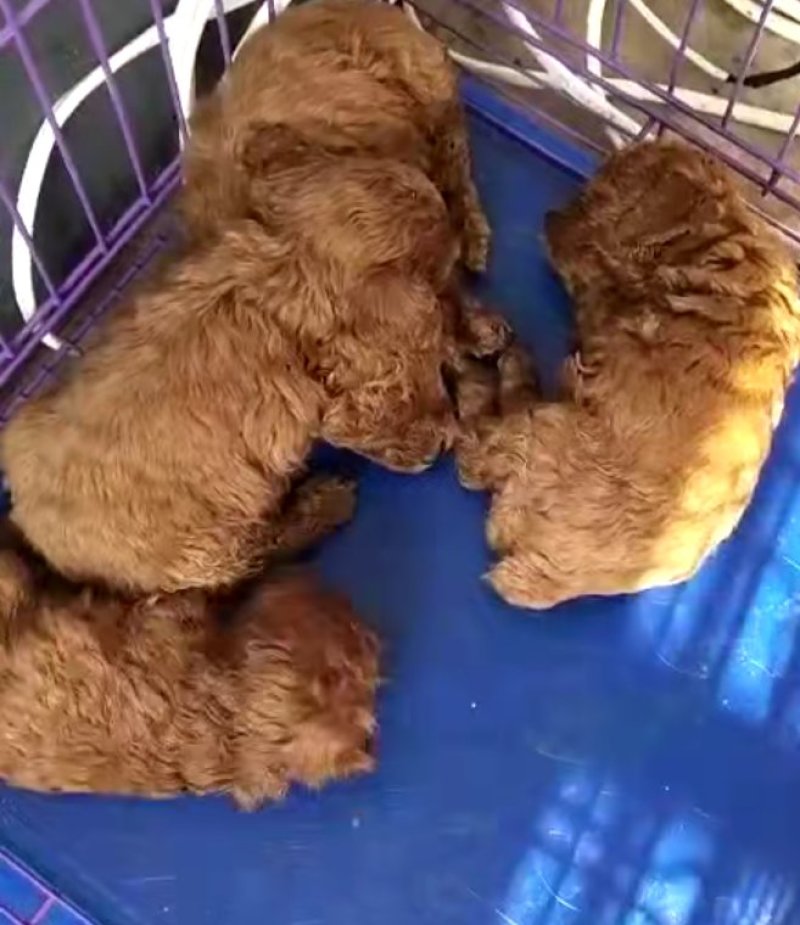 泰迪犬