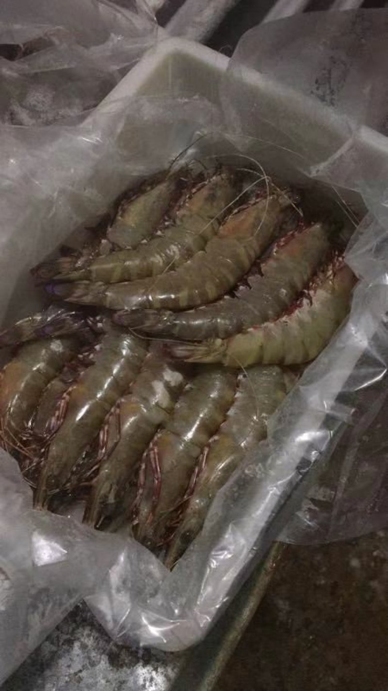黑虎虾