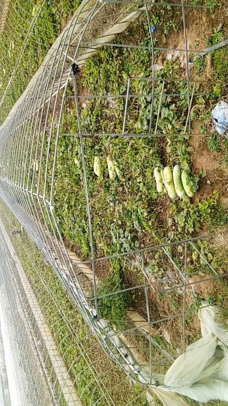 冬瓜，迟冬瓜，刚上市麦茬瓜！