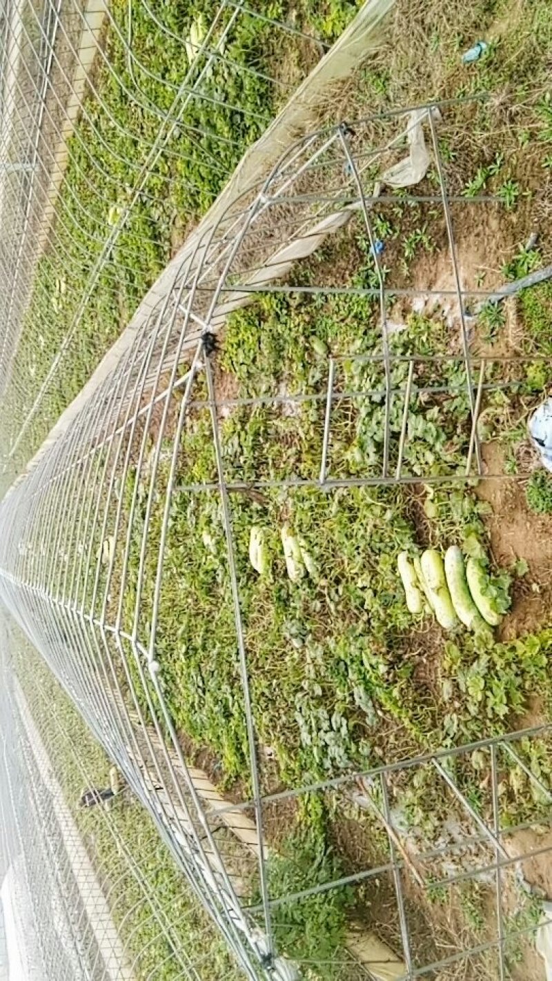 冬瓜，迟冬瓜，刚上市麦茬瓜！