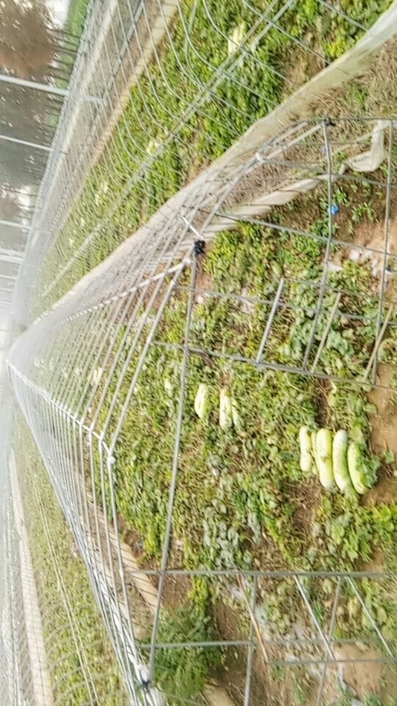 冬瓜，迟冬瓜，刚上市麦茬瓜！