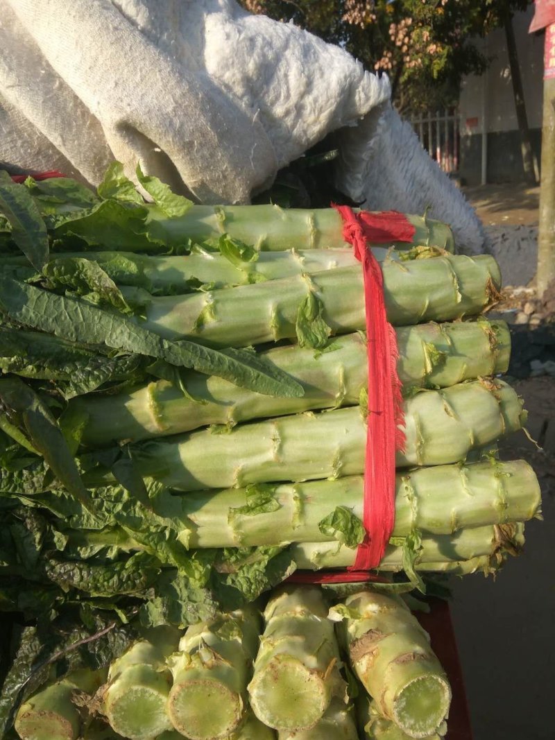 【推荐】南阳精品莴笋，红叶莴笋，产地直发，质量好欢迎