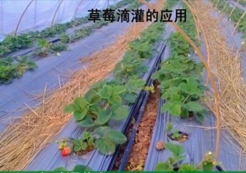 内镶式滴灌管葡萄果树蔬菜滴灌用厂家直销质量保障