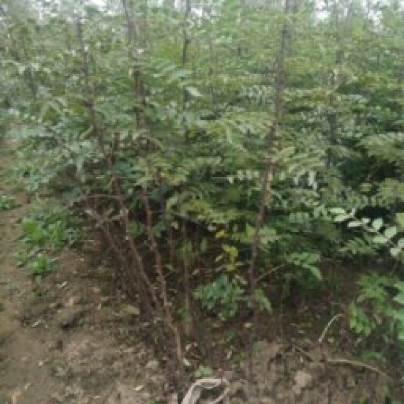 花椒苗0.5~1公分