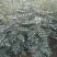 花椒苗0.5~1公分