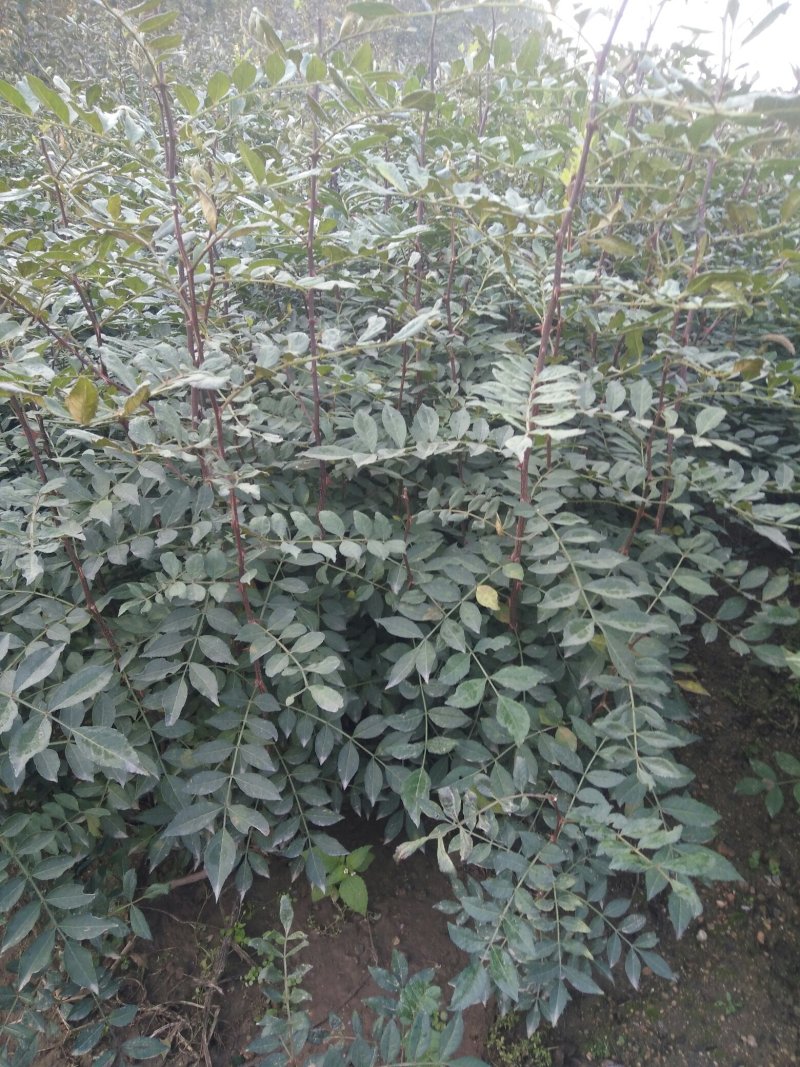 花椒苗0.5~1公分