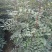 花椒苗0.5~1公分
