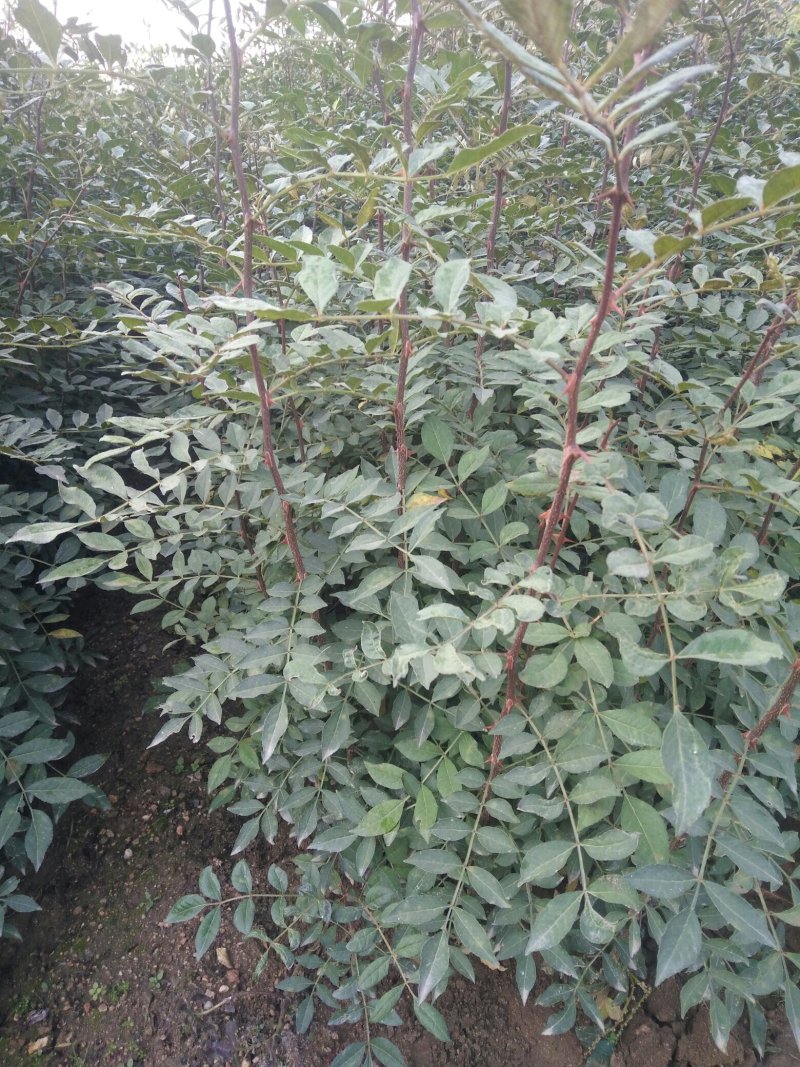 花椒苗0.5~1公分