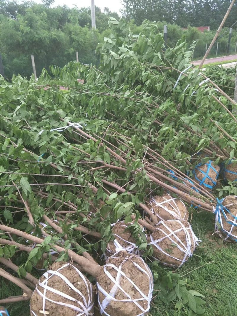 鄢陵基地丛生腊梅独杆腊梅狗牙素心馨口吊金钟虎蹄