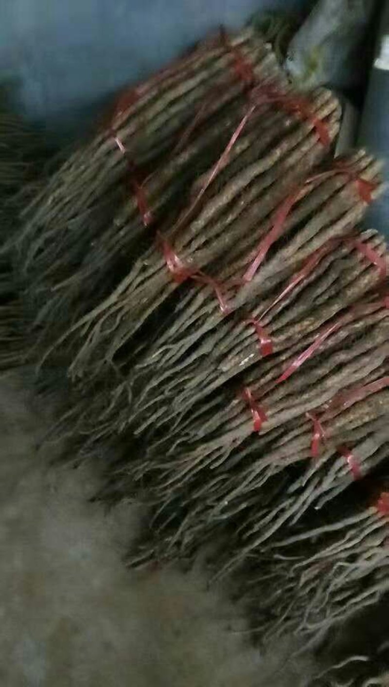 温县垆土铁棍山药