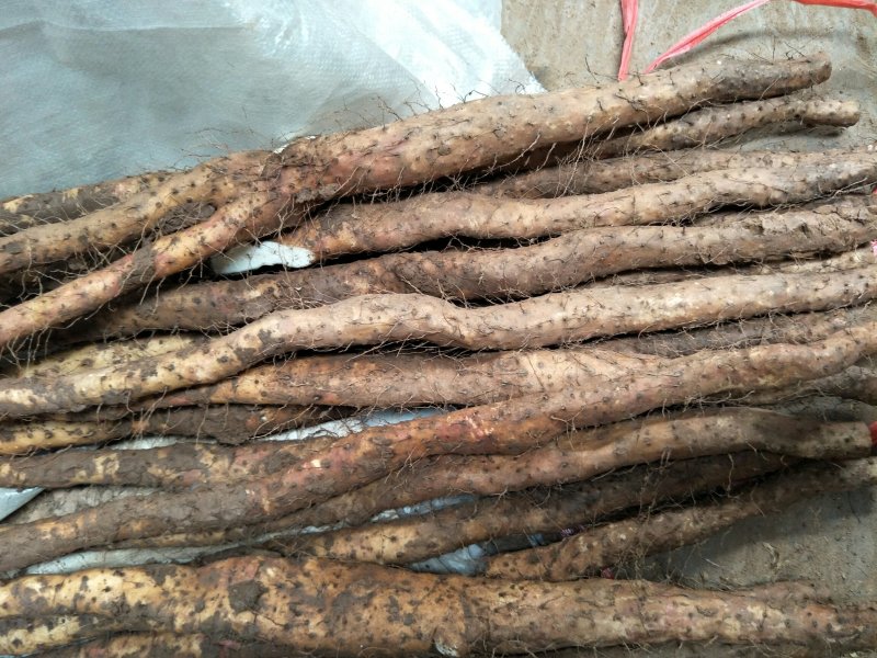 温县垆土铁棍山药