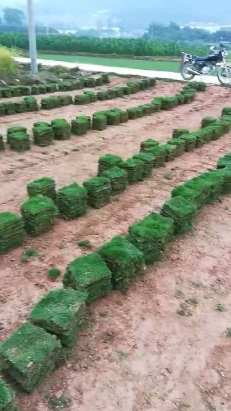 草坪草基地直销价格优惠