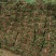 草坪草基地直销价格优惠