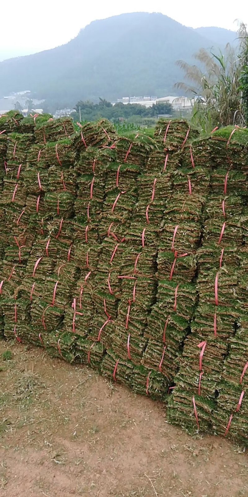 草坪草基地直销价格优惠